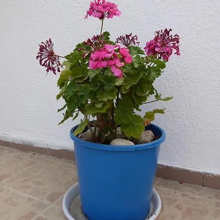 Acapulco Родос